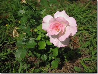 20120909001_s