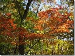 20121026008_s