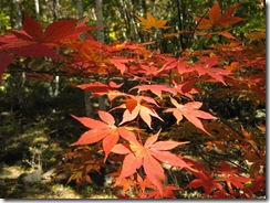 20121026009_s
