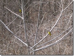 20130404001_s