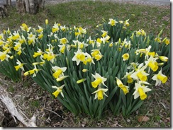 20130426003_s