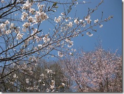 20130505000_s