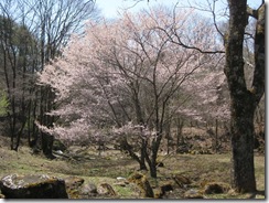 20130505001_s