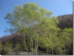 20130512000_s