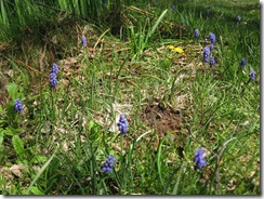 ムスカリ20130514002_s