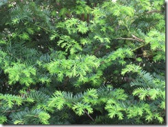 20130531003_s