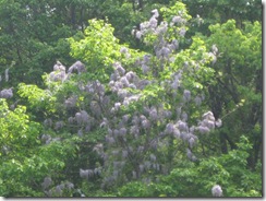 20130604001_s
