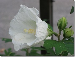 20130708000_s