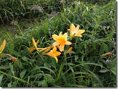 20130708001_s