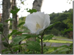 20130708014_s