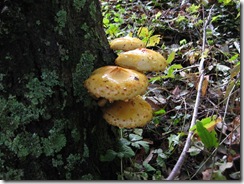 IMG_3156_R