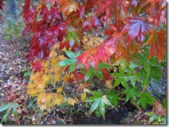 IMG_3173_R