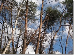 IMG_3266_R