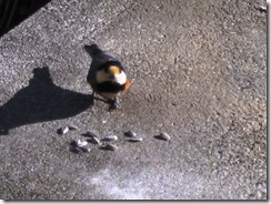 IMG_3655_R