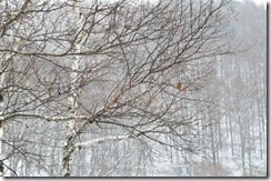 DSC_0544_R