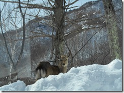 DSCN0131_R