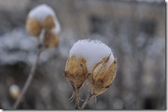 DSC_0636_R