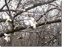 IMG_3780_R