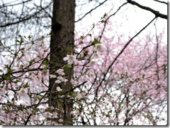 IMG_3789_R