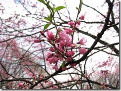 IMG_3794_R