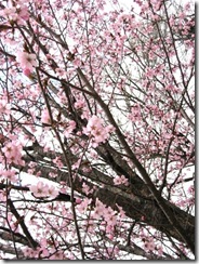IMG_3799_R