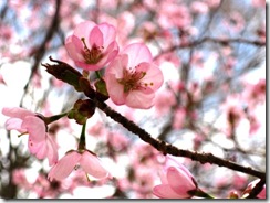 IMG_3803_R