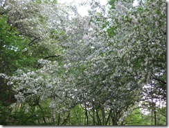 IMG_4204_R