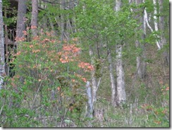IMG_4206_R