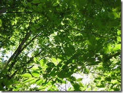 IMG_4222_R