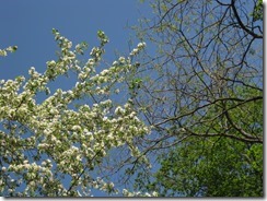 IMG_4246_R