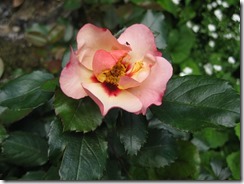 IMG_4387_R