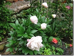 IMG_4475_R