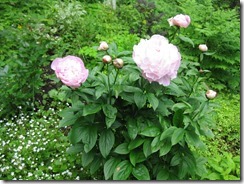 IMG_4491_R