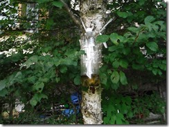 DSCF6372