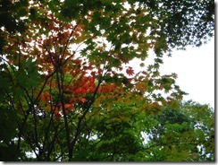 DSCF6871