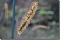 DSC_0262_R