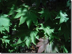 DSCF7235_R