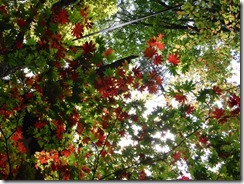 DSCF7247_R