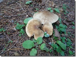 DSCF7249_R
