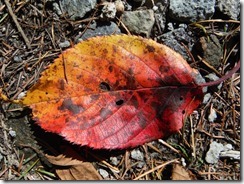 DSCF7251_R