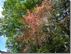DSCF7267