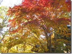 IMG_4925_R