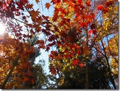 IMG_4943_R