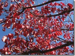 IMG_4978_R