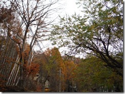 DSCF7619
