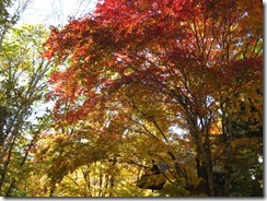 IMG_4926_R