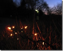 IMG_5236_R