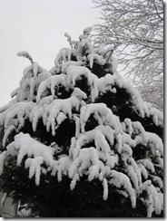 IMG_5615_R