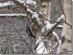 IMG_5748_R