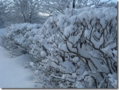 IMG_6079_R